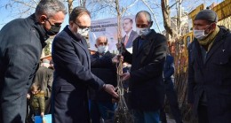 Bilecik’te bin cennet hurması fidanı toprakla buluşacak