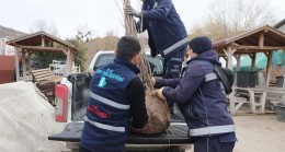 Kocaeli İzmit Belediyesi, ipekböcekçiliği  projesini genişletiyor