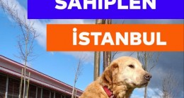 Hayvanseverler 3 Nisan’da Tepeören’de
