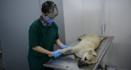 Bursa Yıldırım’da yaralı köpek ameliyatla hayata döndürüldü
