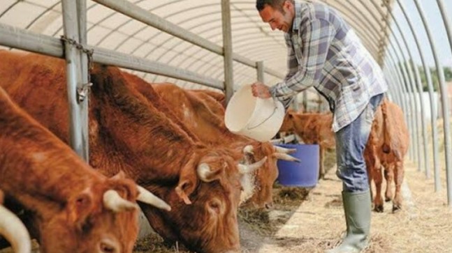 Bursa’da hayvancılık ne durumda? Ot yoksa ucuz et yok