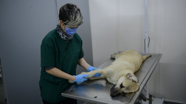 Bursa Yıldırım’da yaralı köpek ameliyatla hayata döndürüldü