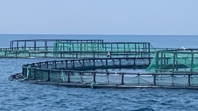 Didim’de balık çiftliklerini keşfi uzaktan yapıldı