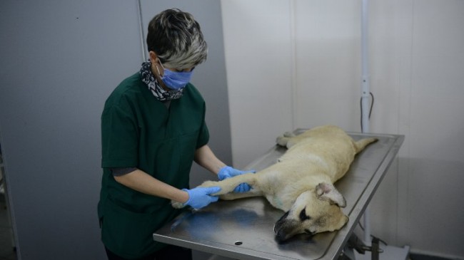 Bursa Yıldırım’da yaralı köpek ameliyatla hayata döndürüldü