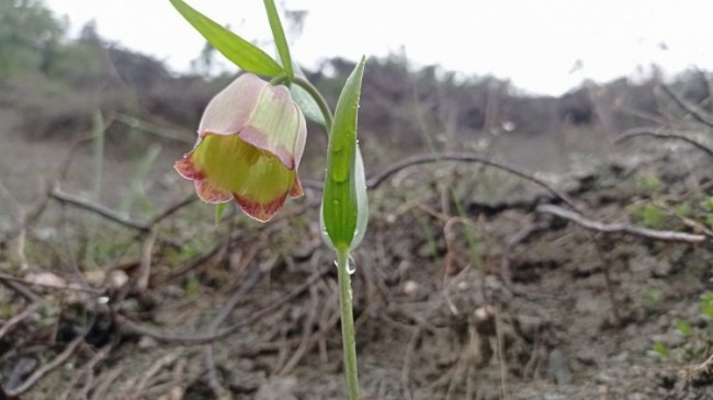 Osmaneli ilçesinde nadir görünen bu bitkiyi koparmanın cezası 80 bin lira